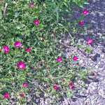 Callirhoe involucrata Purple Poppy Mallow