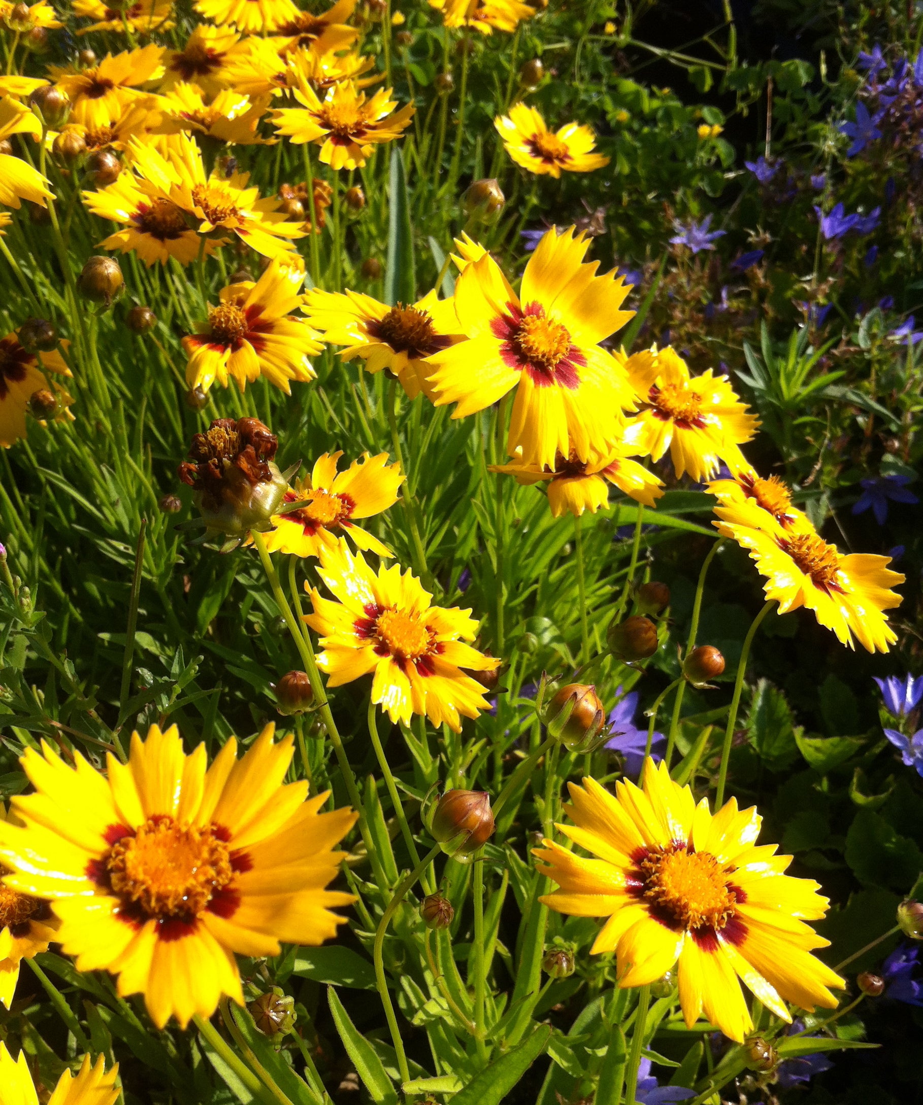 Coreopsis grandiflora Heliot Largeflower Tickseed