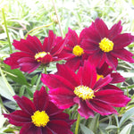 Coreopsis x Mercury Rising PP24689 Mercury Rising Tickseed