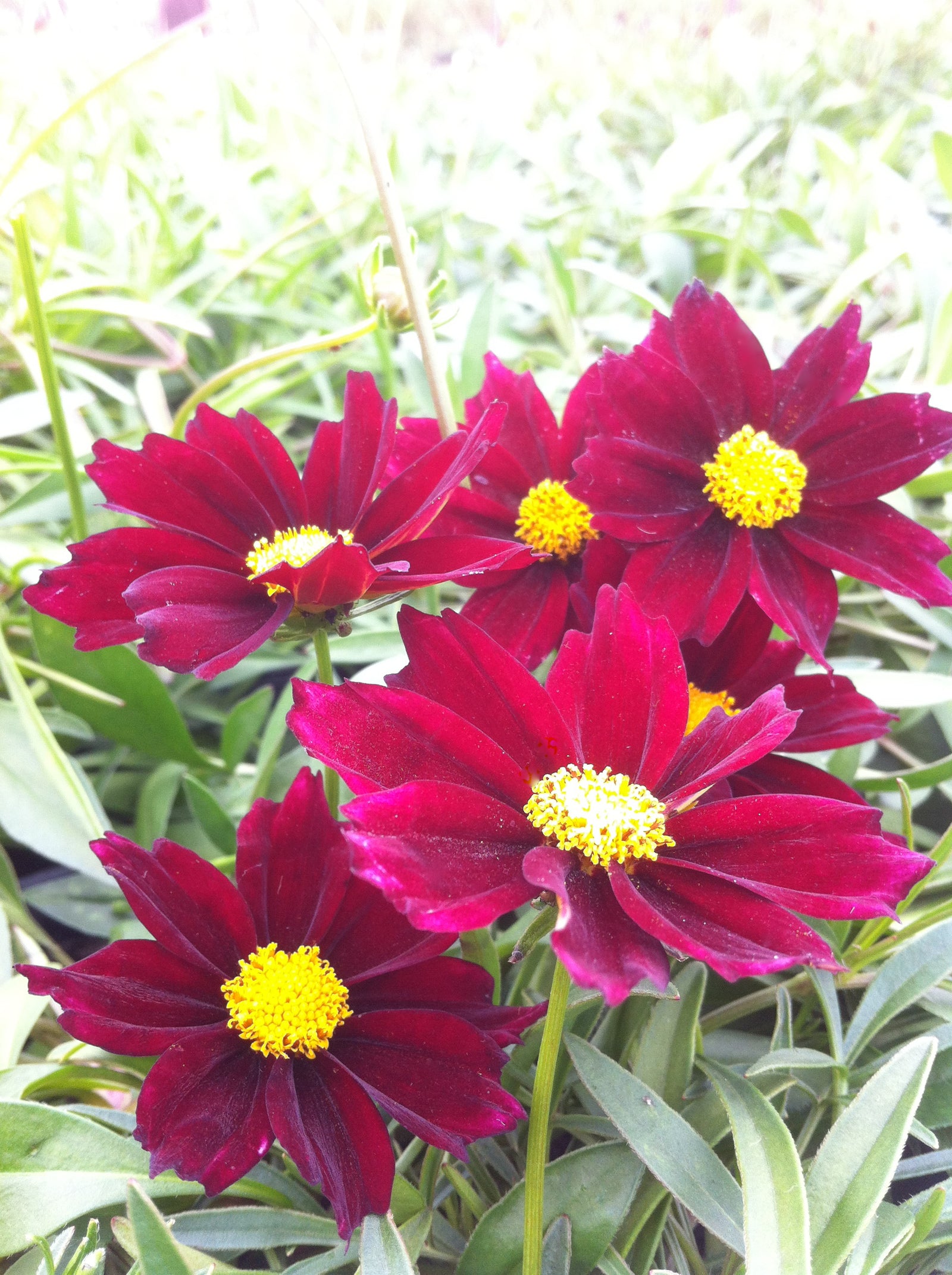 Coreopsis x Mercury Rising PP24689 Mercury Rising Tickseed