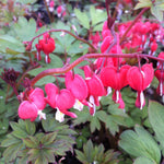 Dicentra spectabilis Valentine Hordival PP22739, COPF Valentine Bleedingheart