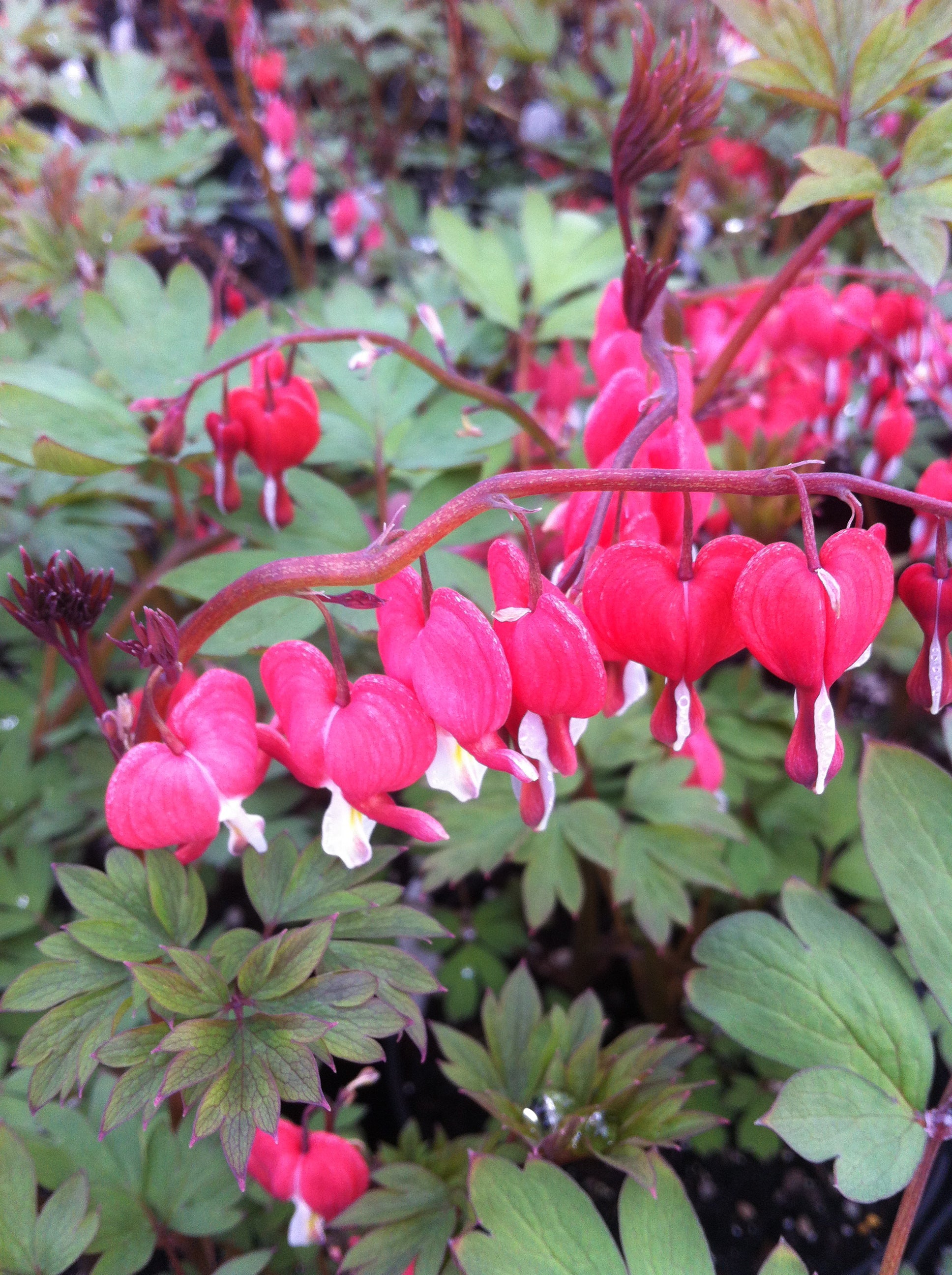 Dicentra spectabilis Valentine Hordival PP22739, COPF Valentine Bleedingheart
