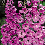 Delphinium elatum Pink Punch Larkspur