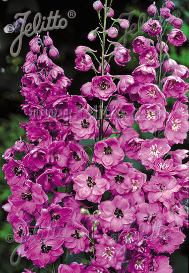 Delphinium elatum Pink Punch Pink Punch Larkspur