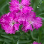 Dianthus x Neon Star PP14549, COPF, CPBR2751 Pinks