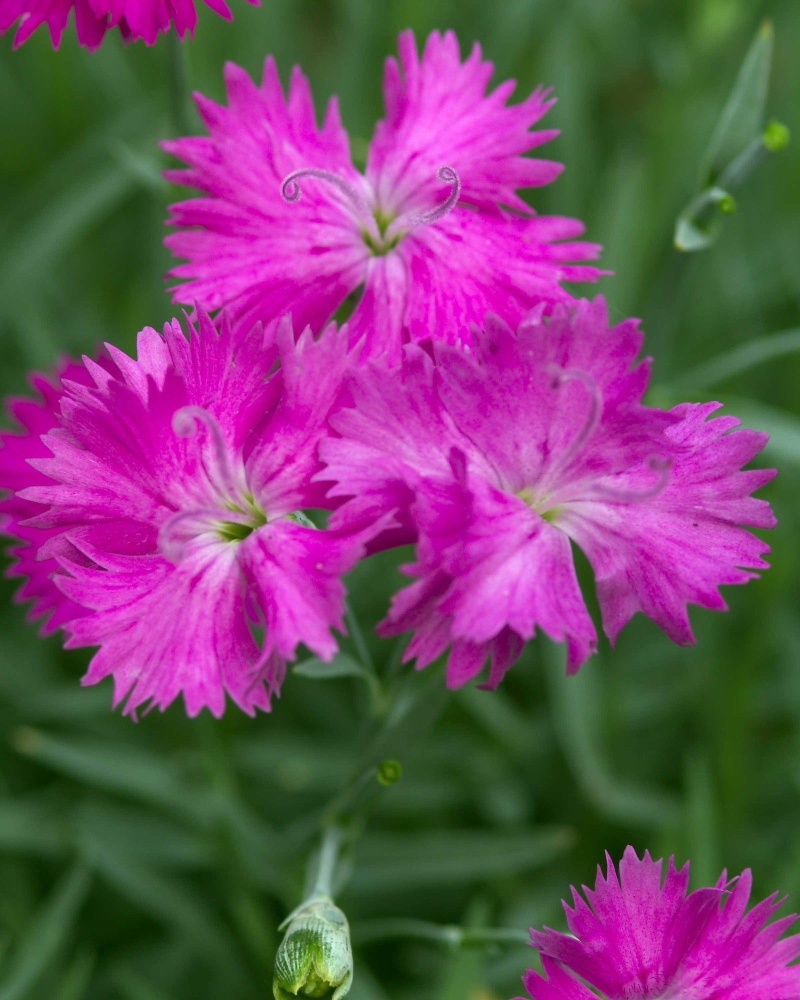Dianthus x Neon Star PP14549, COPF, CPBR2751 Pinks