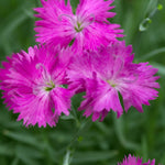 Dianthus x Neon Star PP14549, COPF, CPBR2751 Neon Star Pinks
