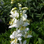 Dictamnus albus Albiflorus Gas Plant