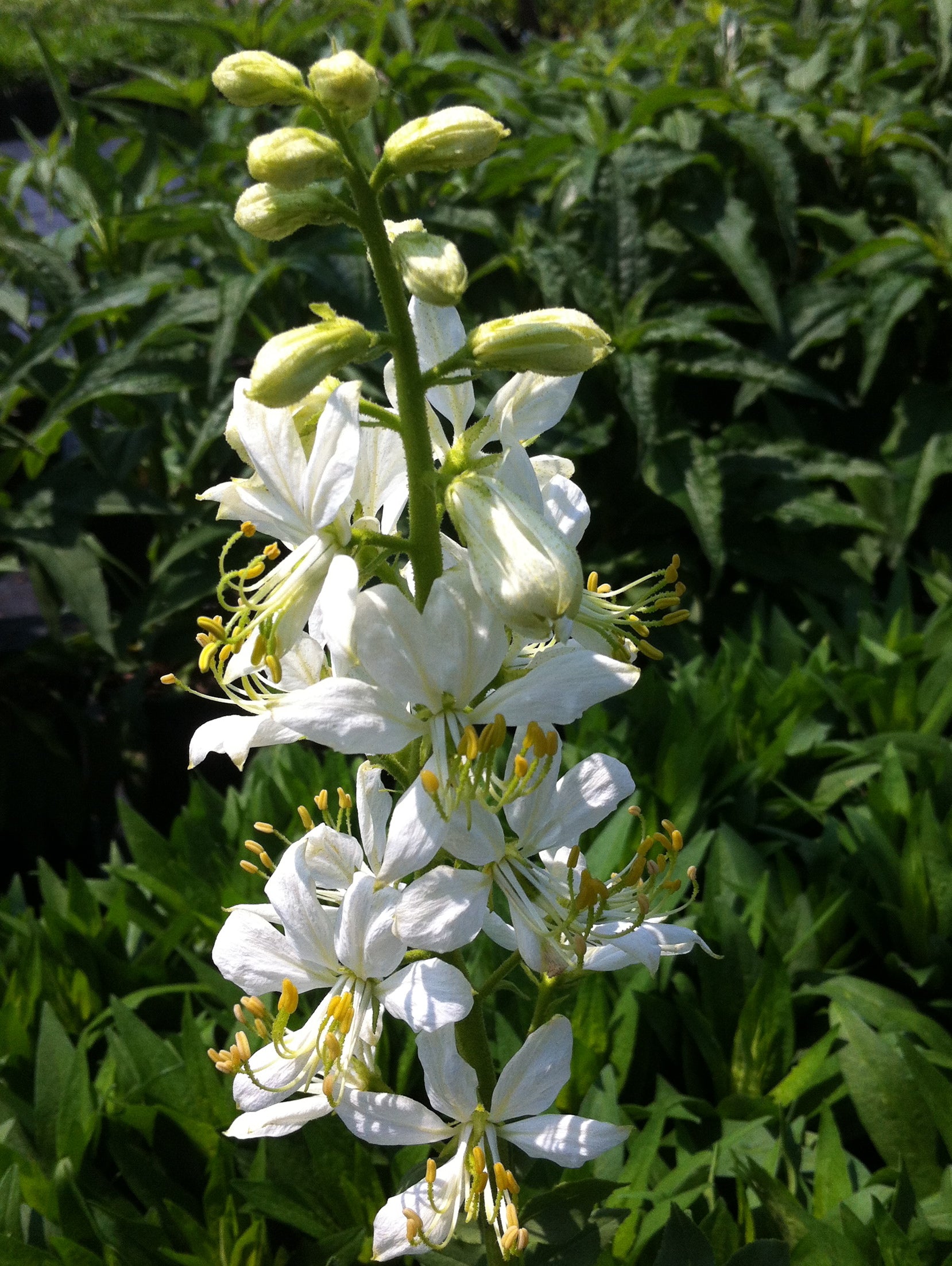 Dictamnus albus Albiflorus Gas Plant