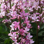 Dictamnus albus Rosea Gas Plant