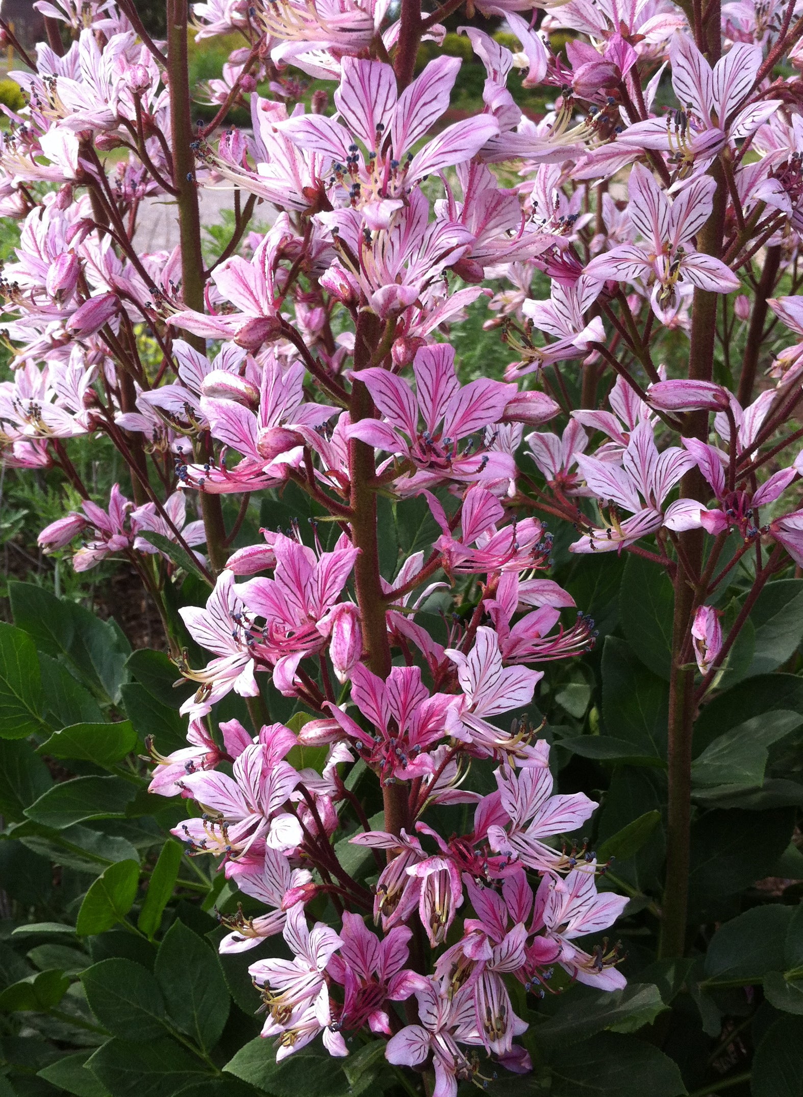Dictamnus albus Rosea Gas Plant