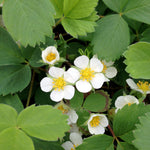 Fragaria virginiana Virginia Strawberry