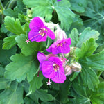 Geranium macrorrhizum Bevan's Variety Bigroot Geranium