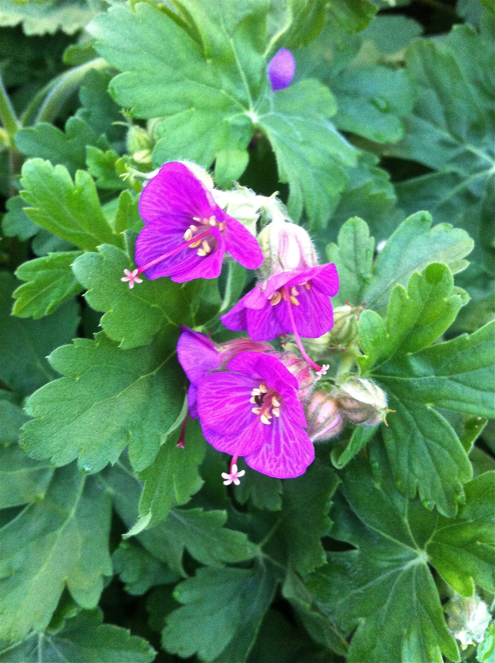 Geranium macrorrhizum Bevan's Variety Bigroot Geranium