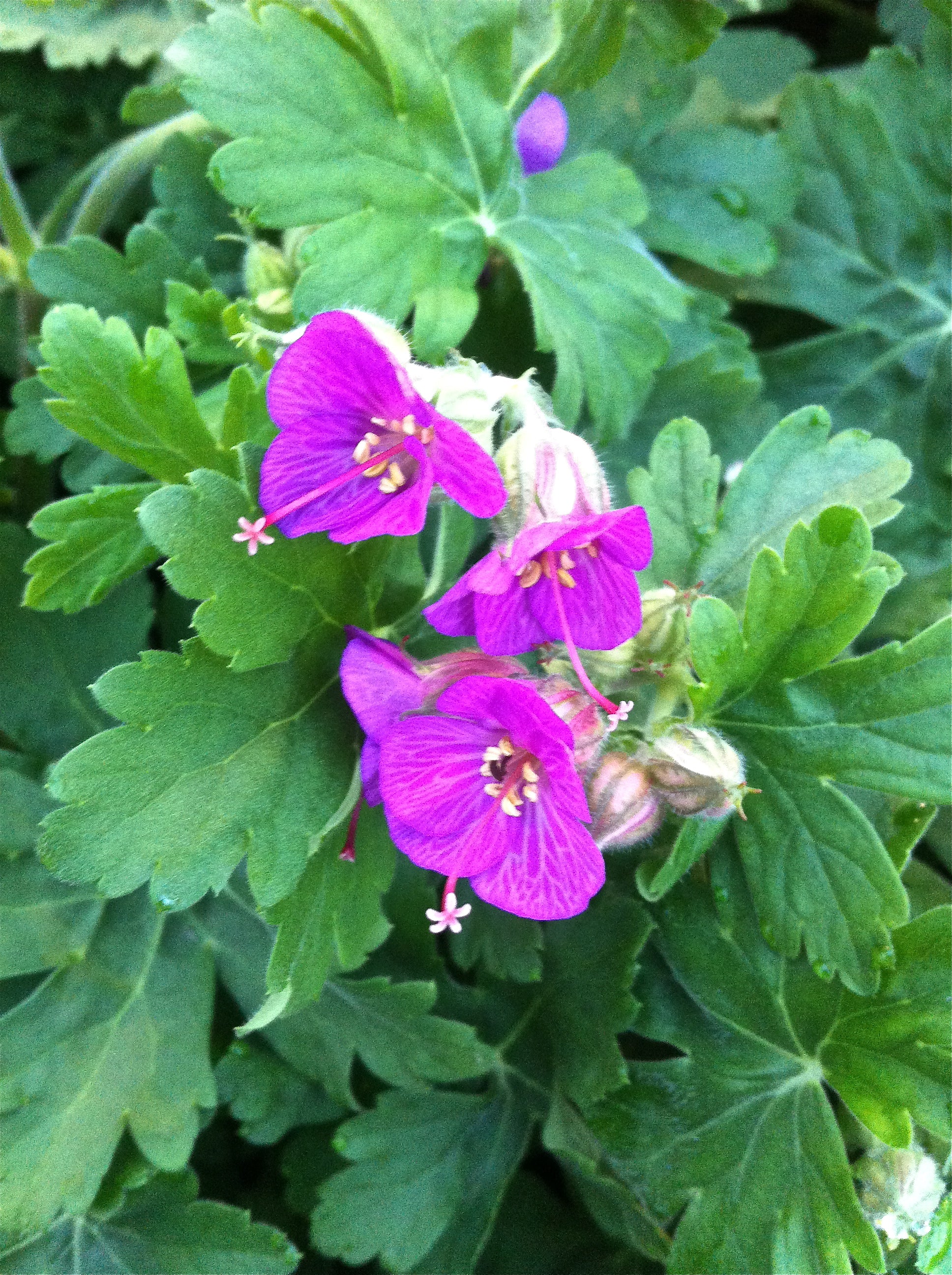 Geranium macrorrhizum Bevan's Variety Bigroot Geranium