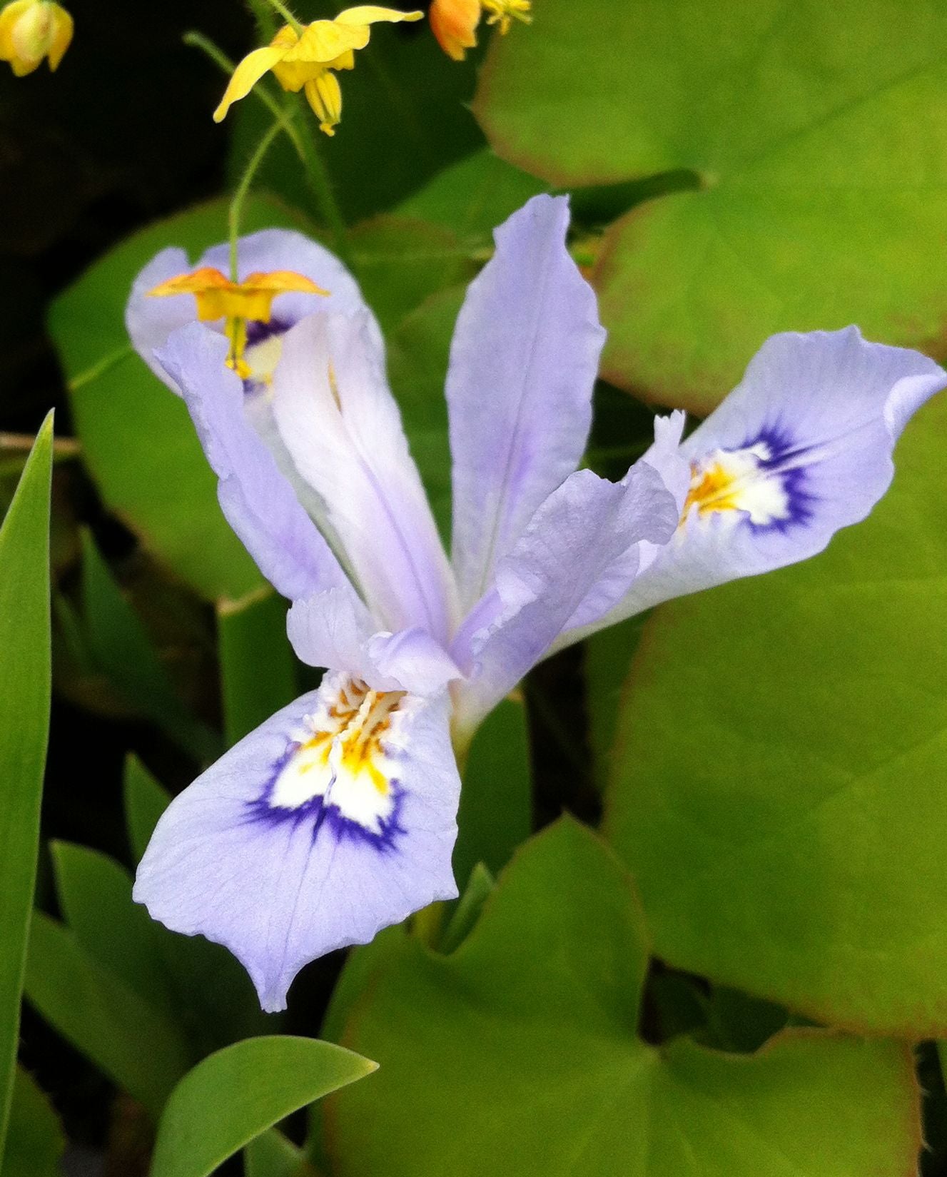 Iris cristata Powder Blue Giant Crested Iris