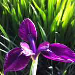 Iris ensata Variegata Variegated Japanese Iris