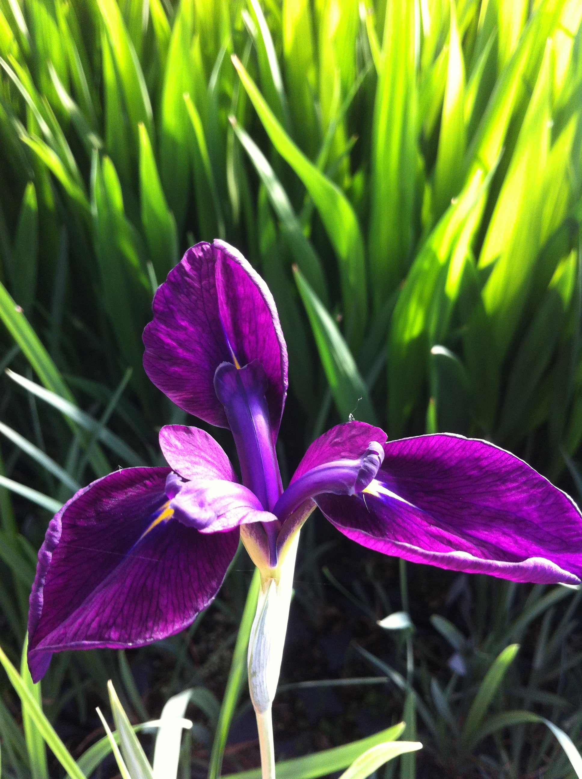Iris ensata Variegata Variegated Japanese Iris