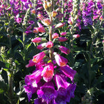 Digitalis purpurea Candy Mountain Foxglove