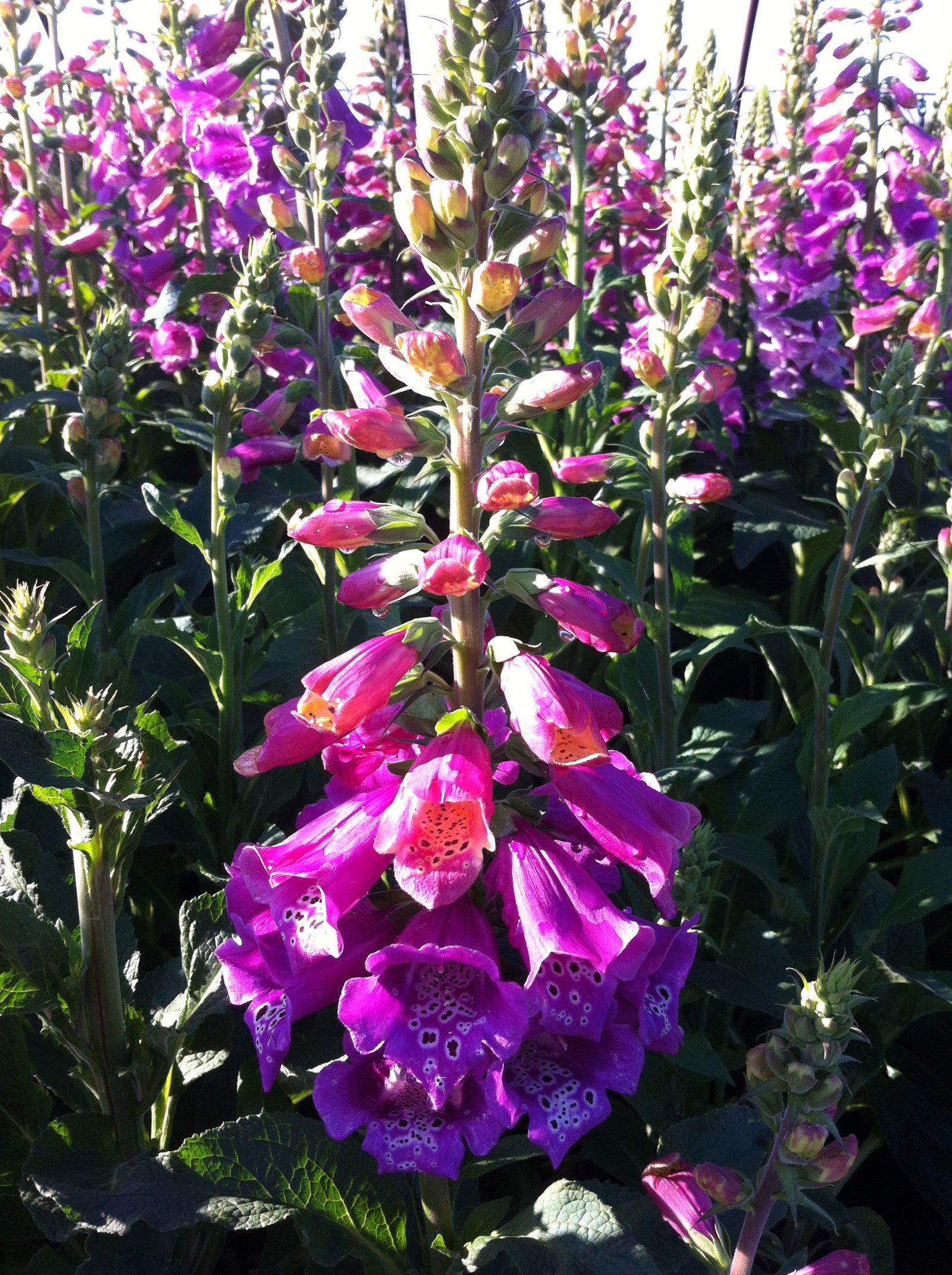 Digitalis purpurea Candy Mountain Foxglove