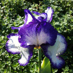 Iris germanica Earl of Essex Tall Bearded Iris