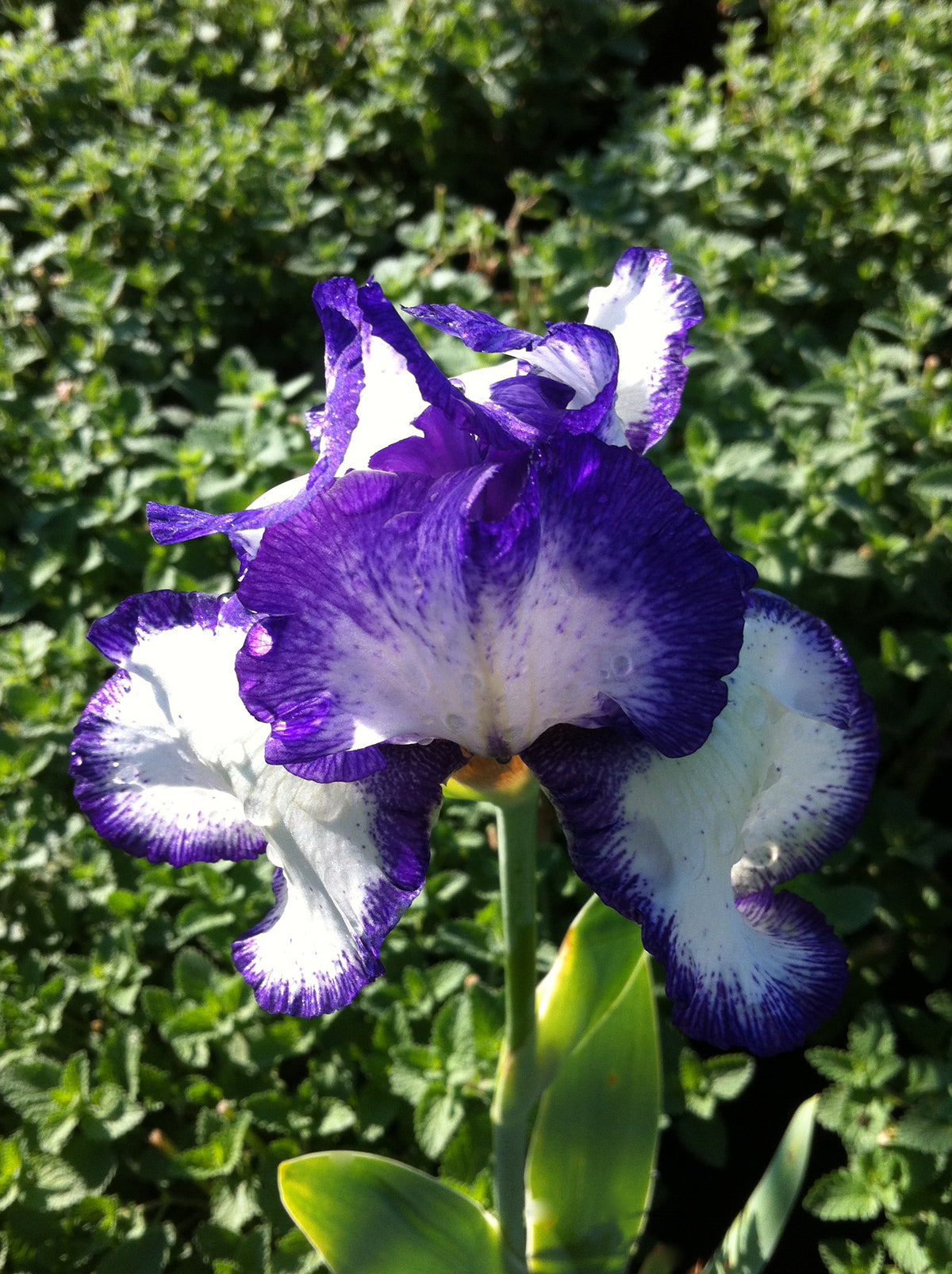 Iris germanica Earl of Essex Tall Bearded Iris