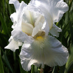 Iris germanica Immortality Intermediate Bearded Iris