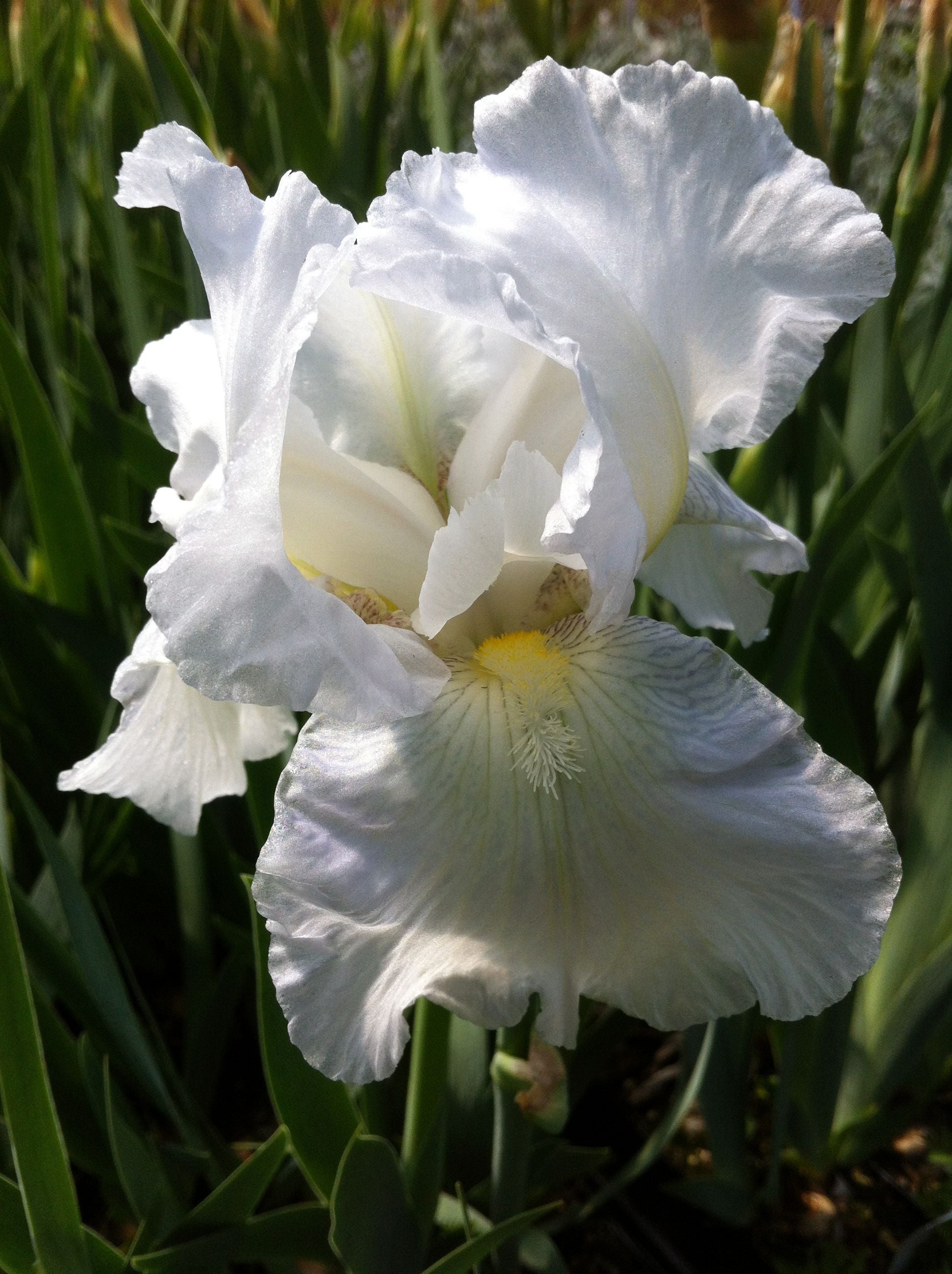 Iris germanica Immortality Intermediate Bearded Iris