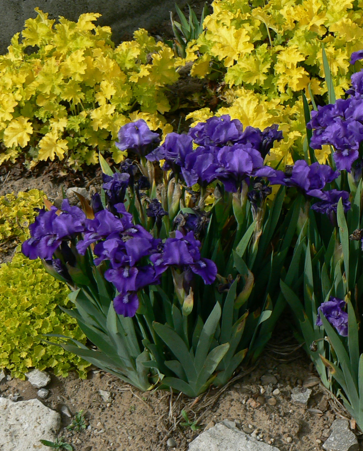 Iris pumila Banbury Ruffles Standard Dwarf Bearded Iris