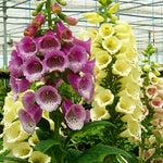 Digitalis purpurea Excelsior Hybrids Foxglove