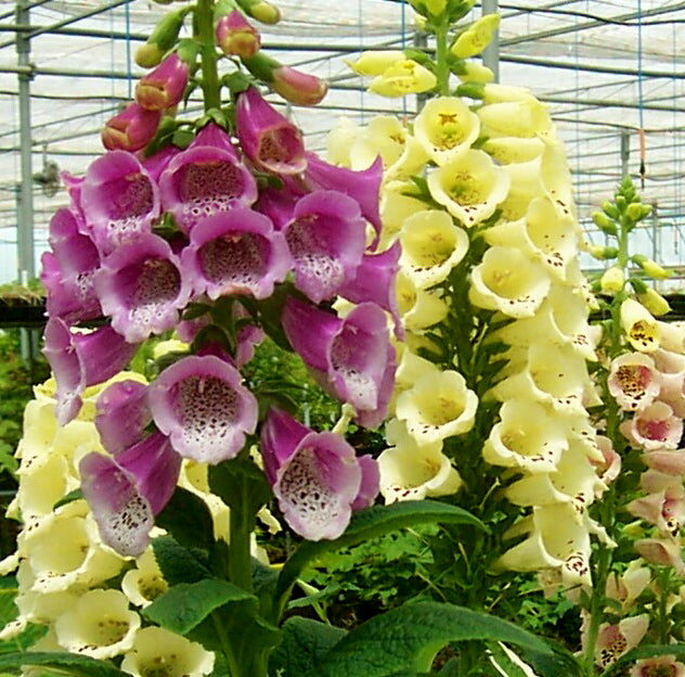 Digitalis purpurea Excelsior Hybrids Foxglove