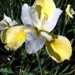 Iris sibirica Butter and Sugar Siberian Iris