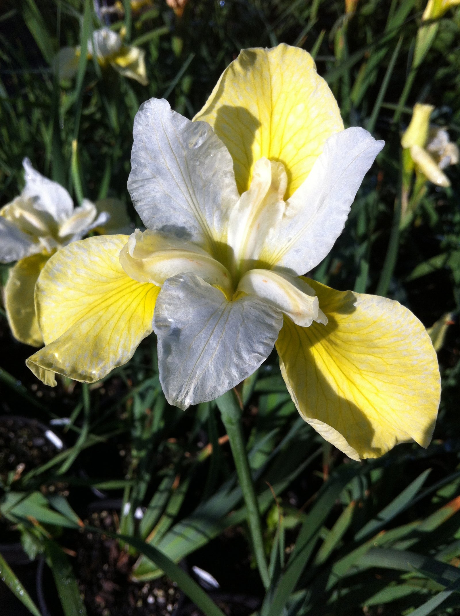 Iris sibirica Butter and Sugar Siberian Iris