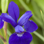 Iris sibirica Caesar's Brother Siberian Iris