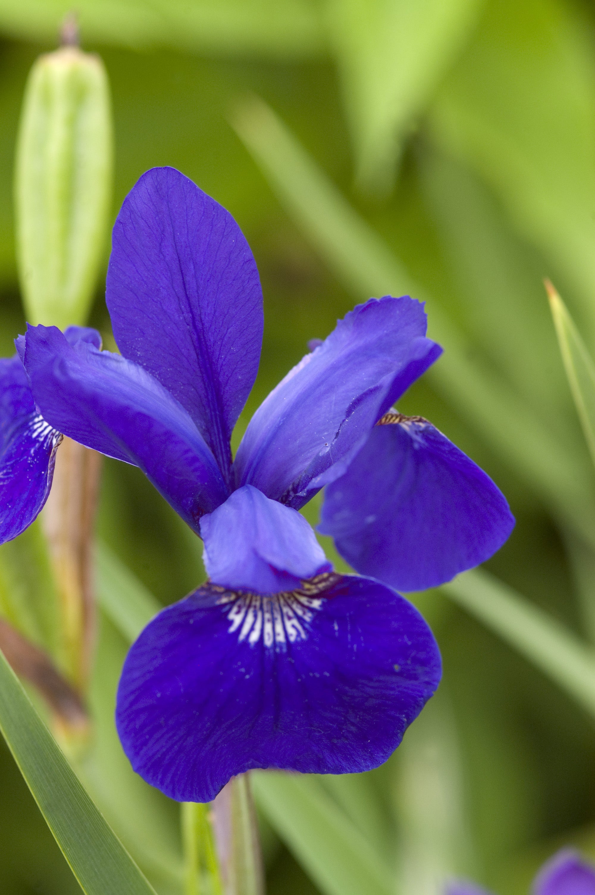 Iris sibirica Caesar's Brother Siberian Iris