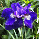 Iris sibirica Ruffled Velvet Siberian Iris