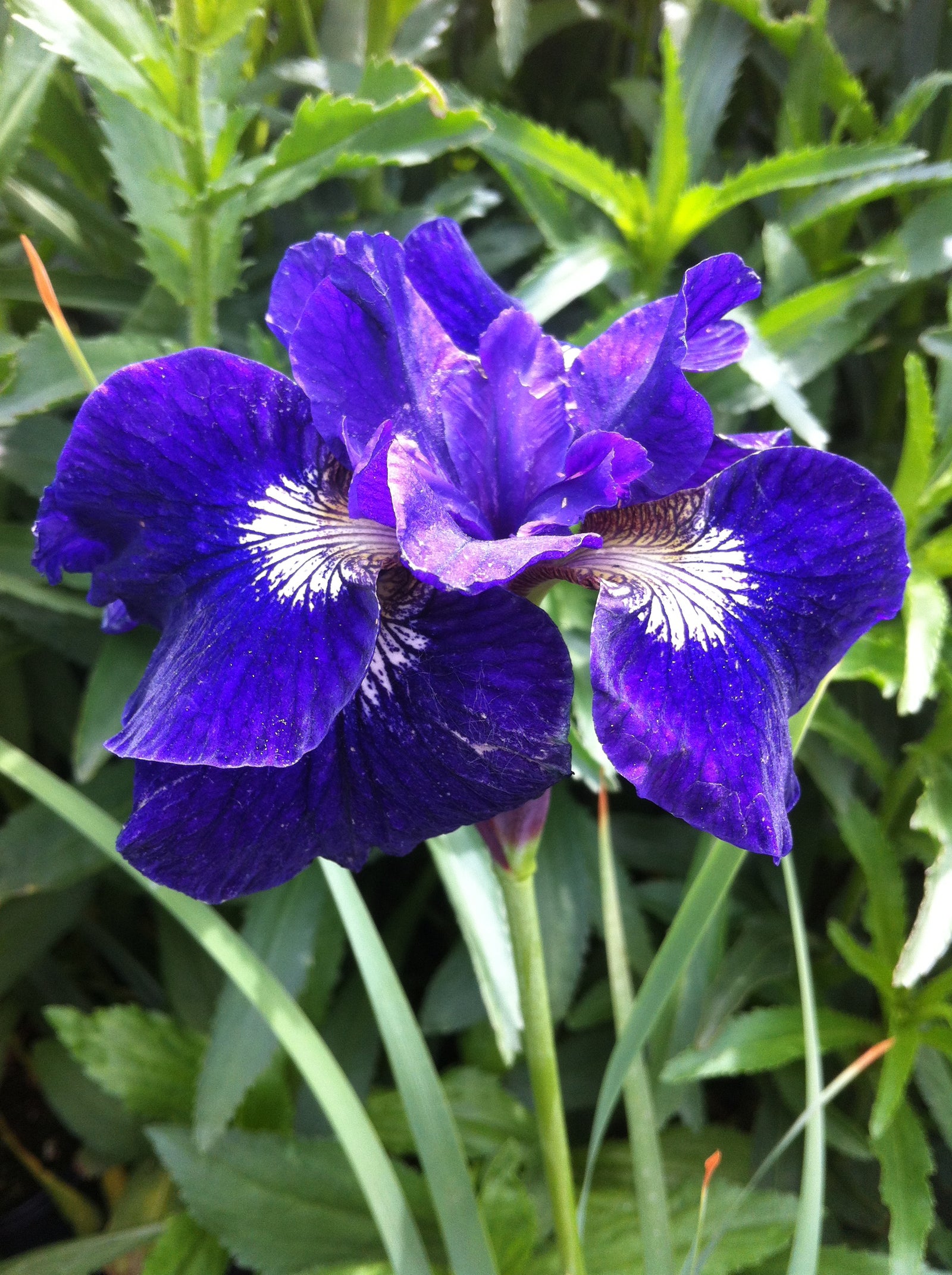 Iris sibirica Ruffled Velvet Siberian Iris