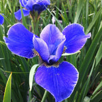Iris sibirica Silver Edge Siberian Iris