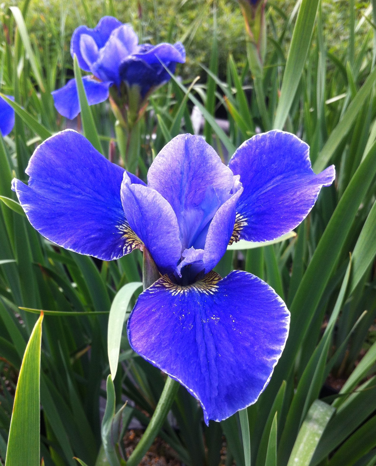 Iris sibirica Silver Edge Siberian Iris