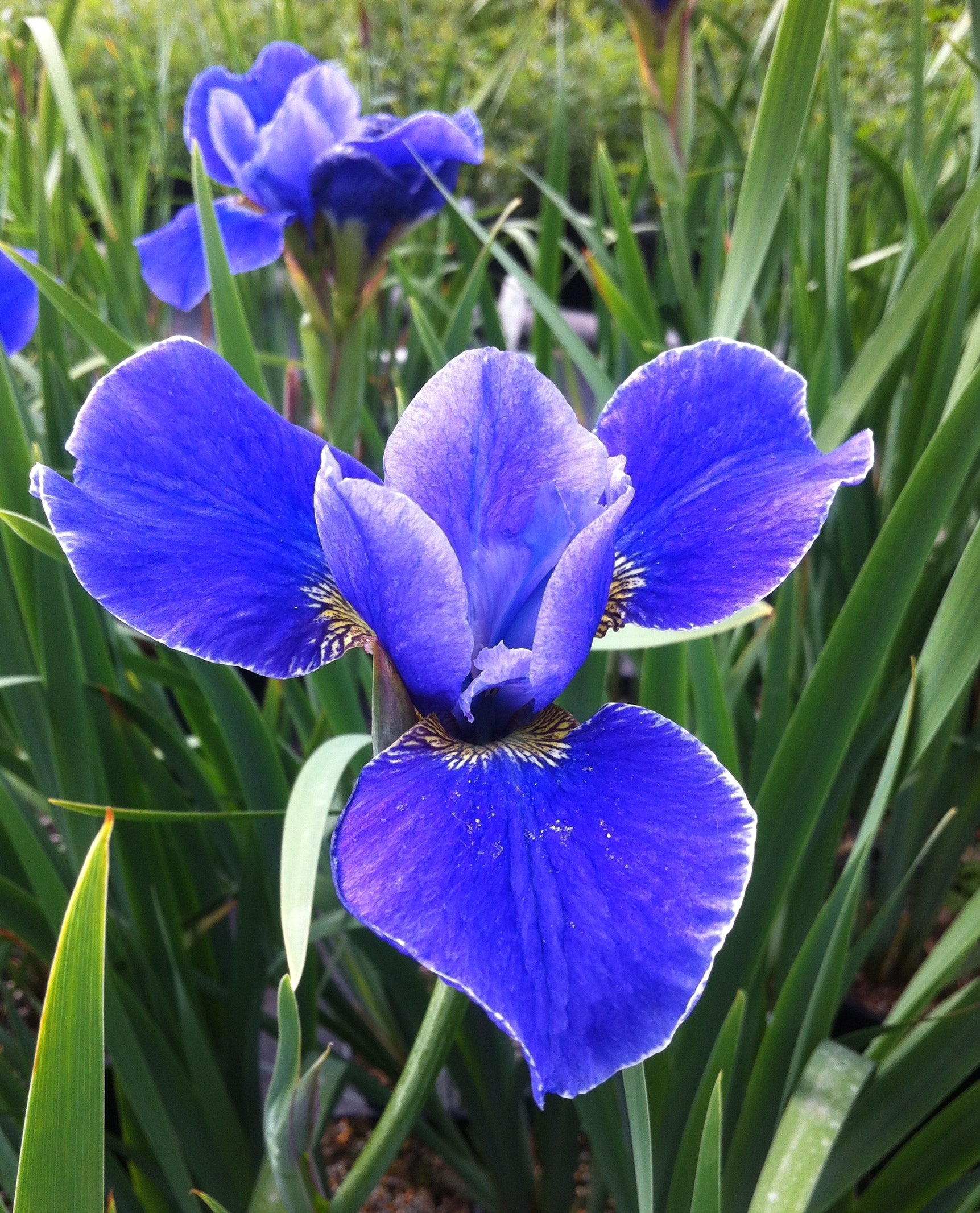 Iris sibirica Silver Edge Siberian Iris