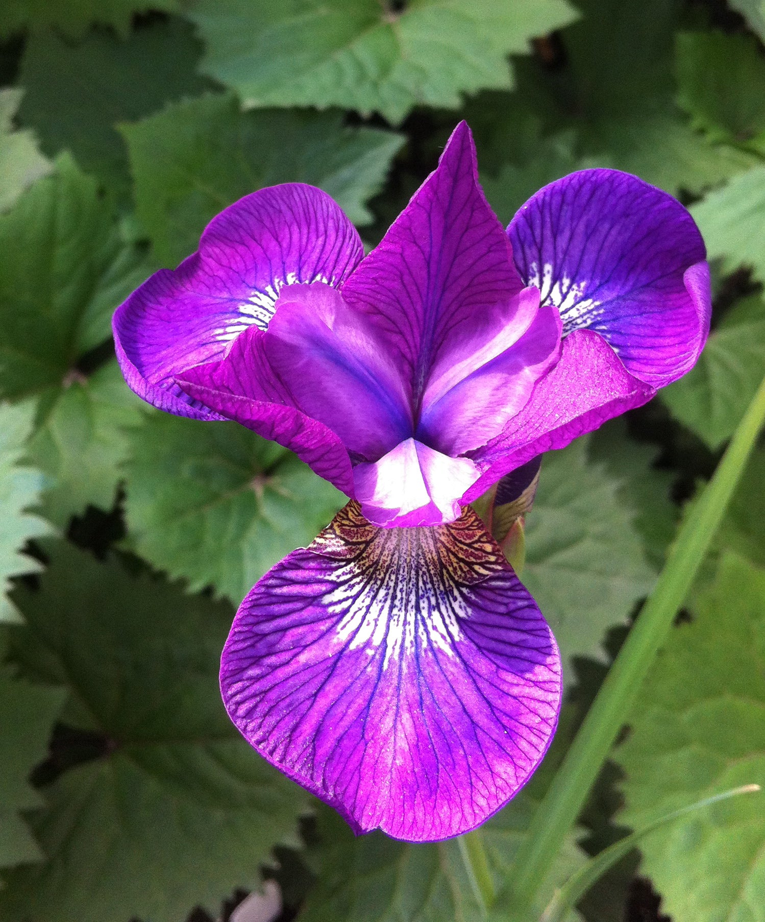 Iris sibirica Strawberry Fair Siberian Iris