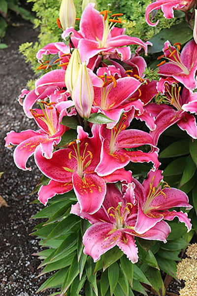Oriental Lily – GardenTap
