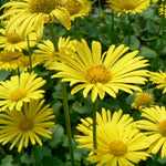 Doronicum orientale Little Leo Leopardbane
