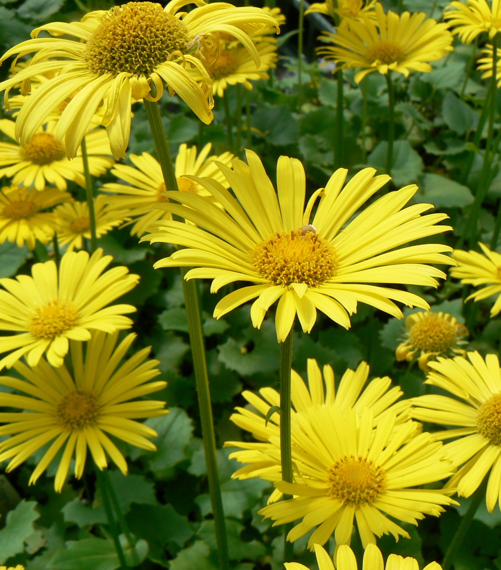 Doronicum orientale Little Leo Leopardbane