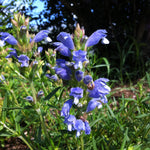 Dracocephalum argunense Fuji Blue Dragonhead