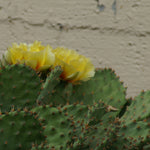 Opuntia humifusa Prickly Pear