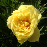 Paeonia itoh Bartzella Intersectional Peony