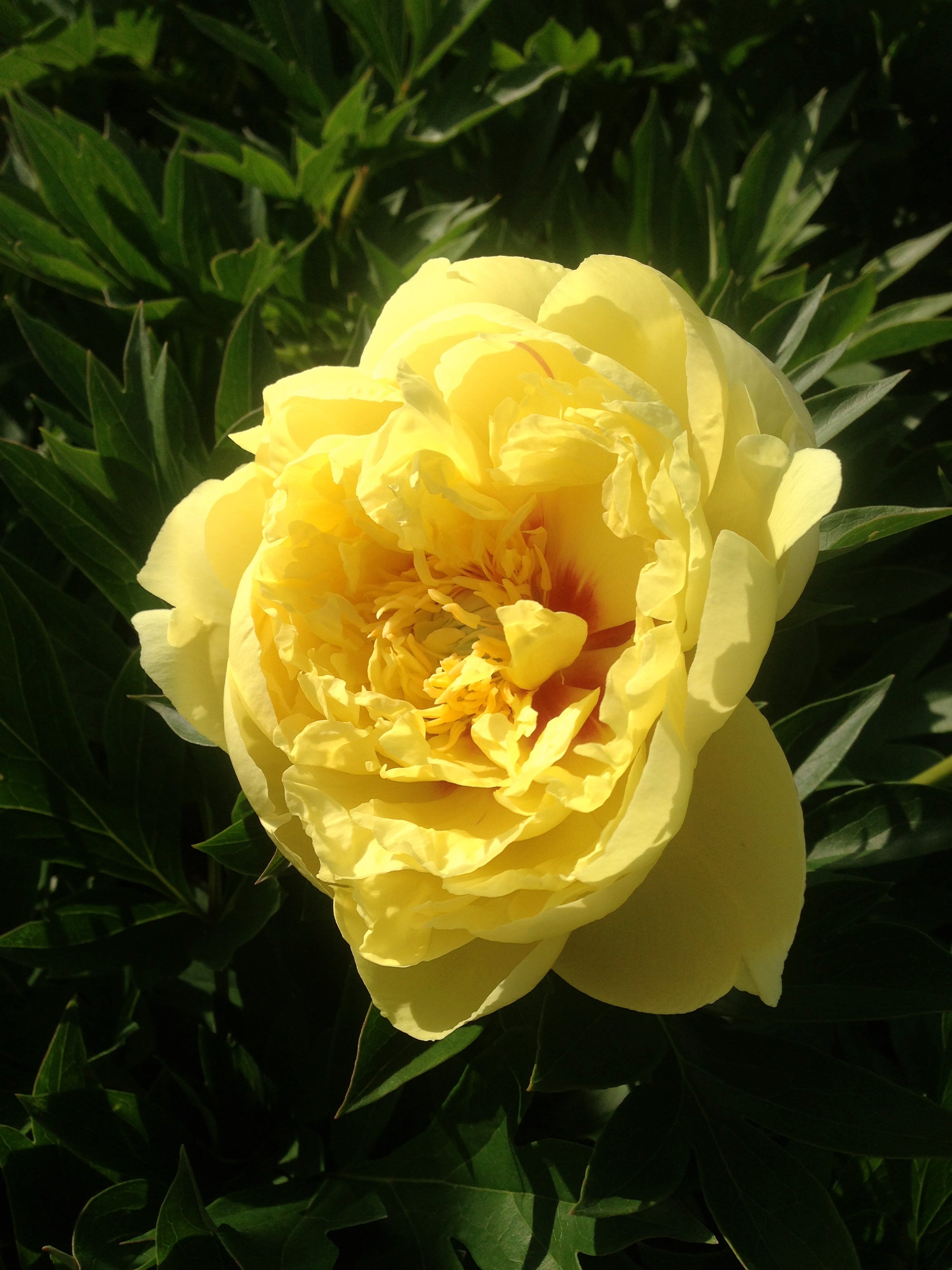 Paeonia itoh Bartzella Intersectional Peony