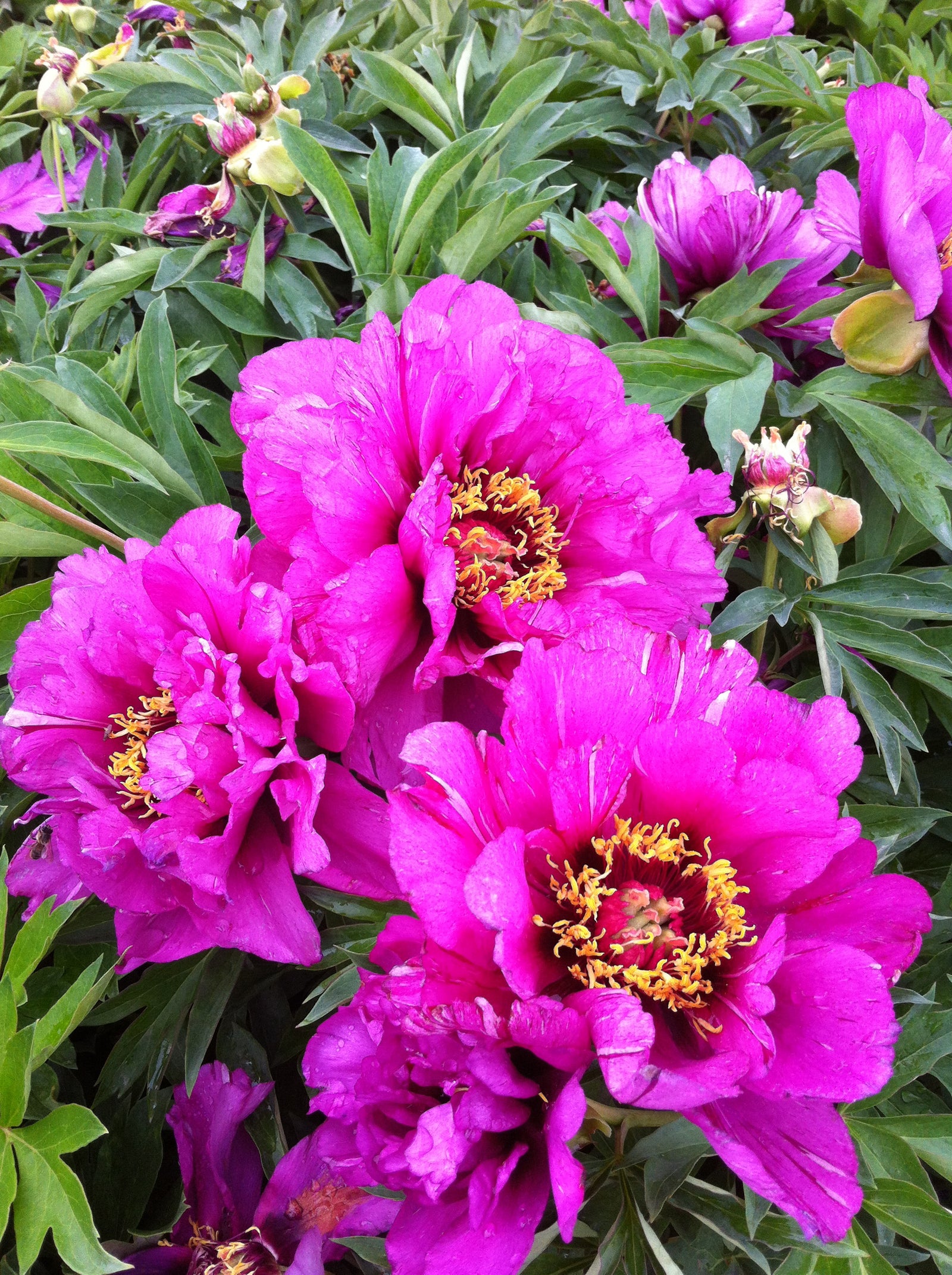 Paeonia itoh Morning Lilac Intersectional Peony