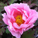 Paeonia suffruticosa Floral Rivaly Hanakisoi Tree Peony